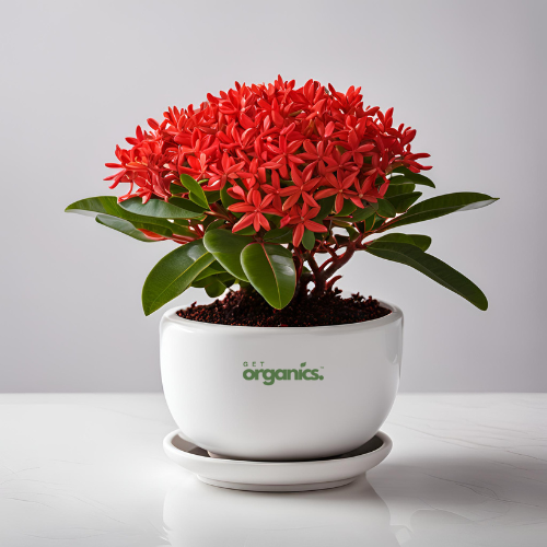 Ixora (Rugmini) Plant - Red