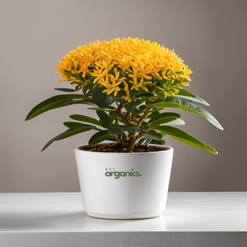 Ixora (Rugmini) Plant - Yellow