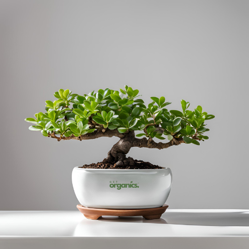 Jade Plant Bonsai (Crassula ovata)