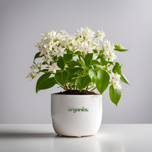 Jasminum sambac (Mogra, Arabian Jasmine)