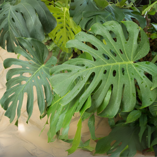 Monstera Deliciosa - Medium