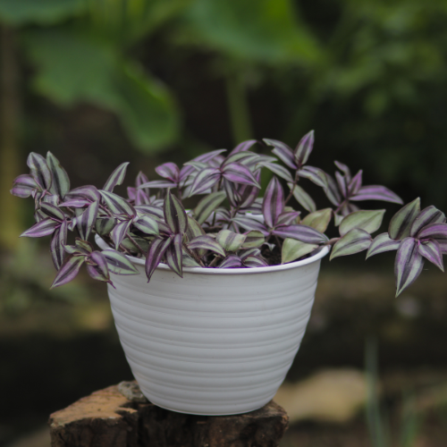 Wandering Jew (Tradescantia zebrina)