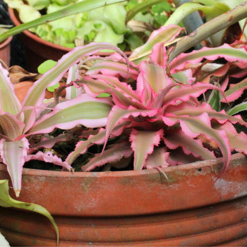 Cryptanthus Neon (Earth Star Neon)