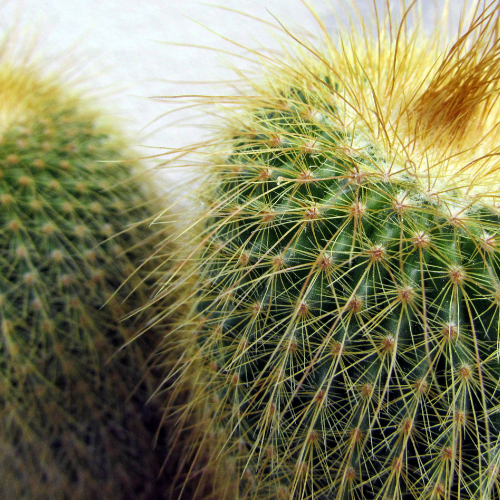 Cactus (Notocactus rutilans)