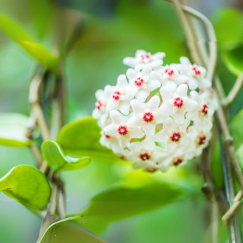 Hoya Carnosa (Wax Plant)