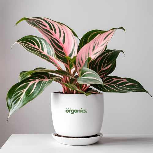 Aglaonema Pink Beauty (Aglaonema commutatum)