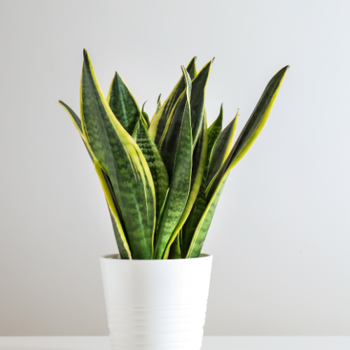 Snake Plant Futura (Sansevieria trifasciata 'Futura')