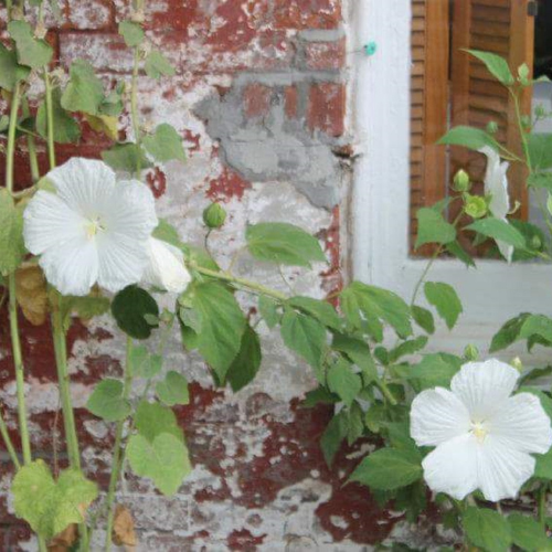 White Hibiscus (Hibiscus rosa-sinensis)