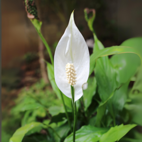 Peace Lily (Spathiphyllum) - Medium