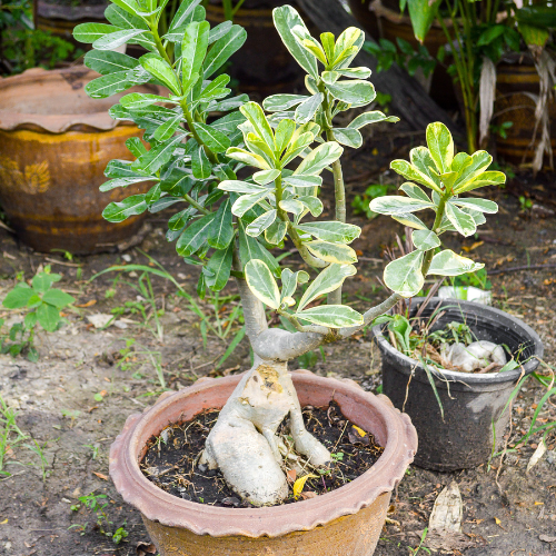 Desert Rose (Adenium Obesum)