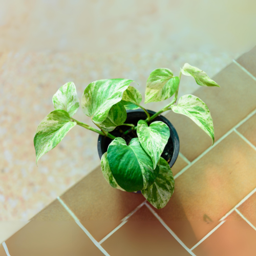 Marble Queen Money Plant (Epipremnum aureum 'Marble Queen')