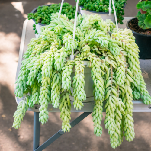 Burro's Tail or Donkey's tail Plant (Sedum morganianum)