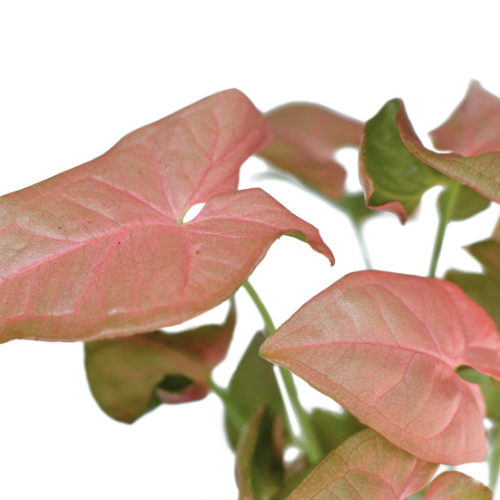 Syngonium Pink Plant (Syngonium podophyllum)