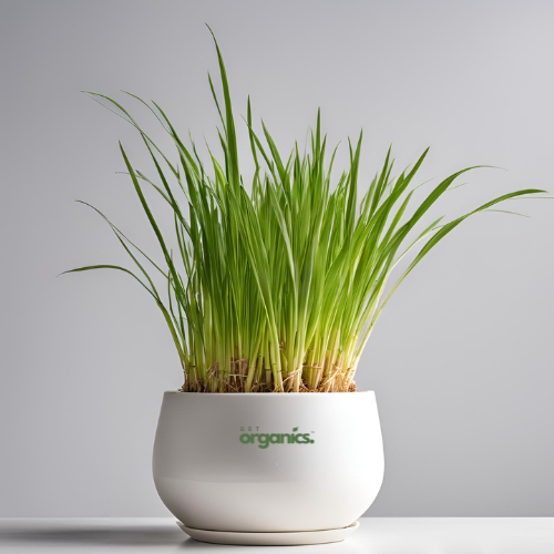 Lemongrass Plant (Cymbopogon citratus)