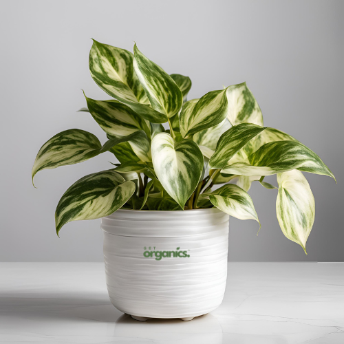 Marble Queen Money Plant (Epipremnum aureum 'Marble Queen')