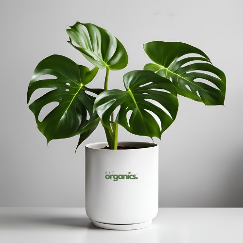 Monstera Deliciosa - Medium