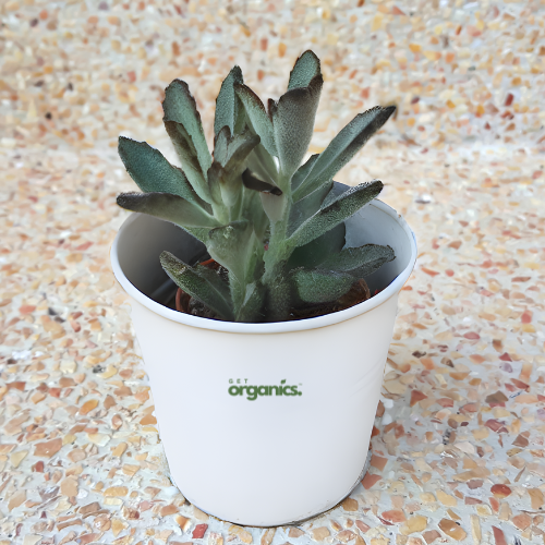 Panda Succulent Live Plant (Kalanchoe tomentosa)