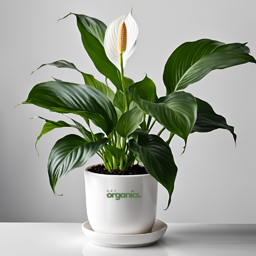 Peace Lily (Spathiphyllum) - Medium