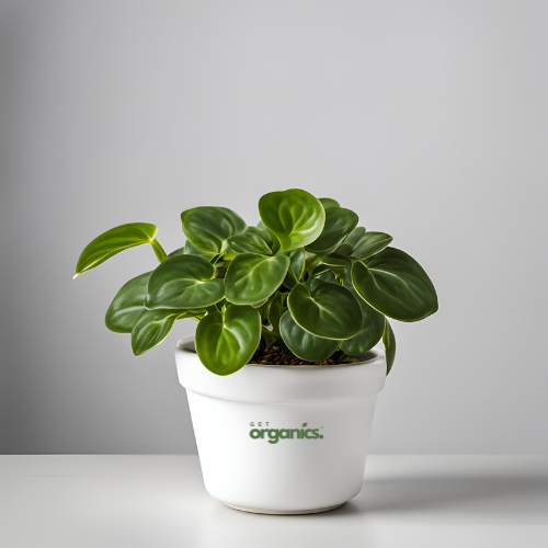 Peperomia Green Plant (Peperomia spp.)