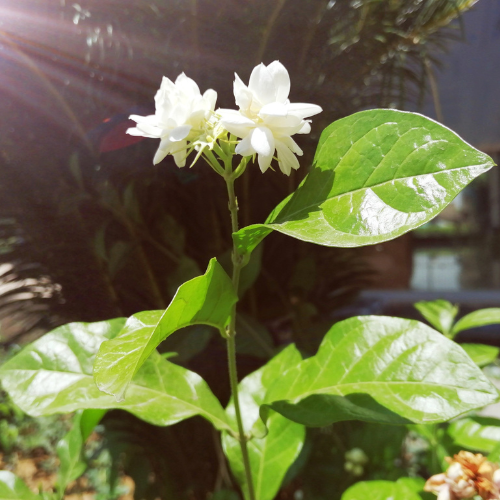 Jasminum sambac (Mogra, Arabian Jasmine)