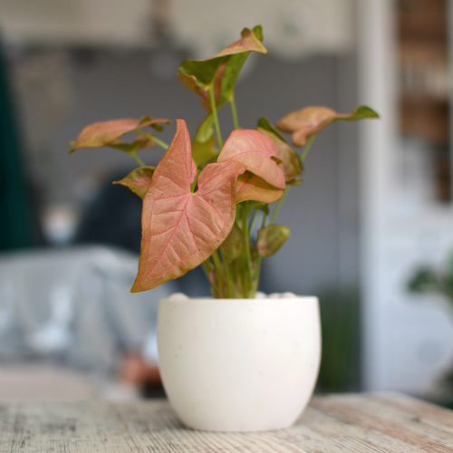 Syngonium Pink Plant (Syngonium podophyllum)