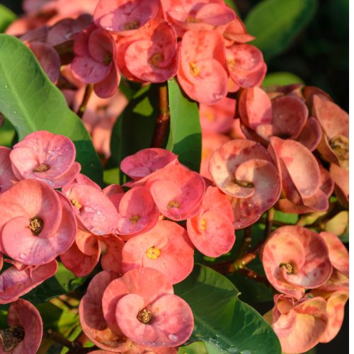 Crown of Thorns (Euphorbia milii)