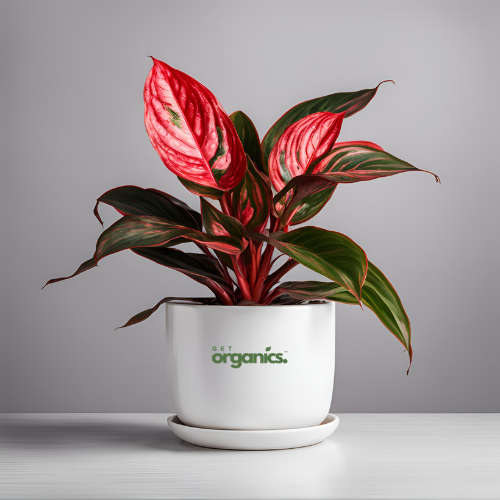 Aglaonema Red Plant (Aglaonema 'Siam Aurora')