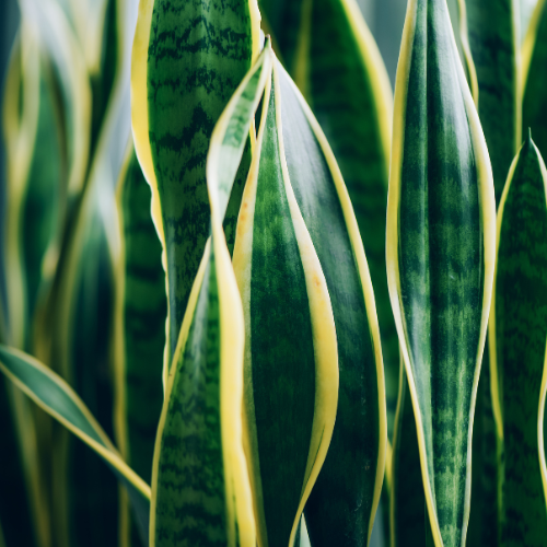 Snake Plant Futura (Sansevieria trifasciata 'Futura')