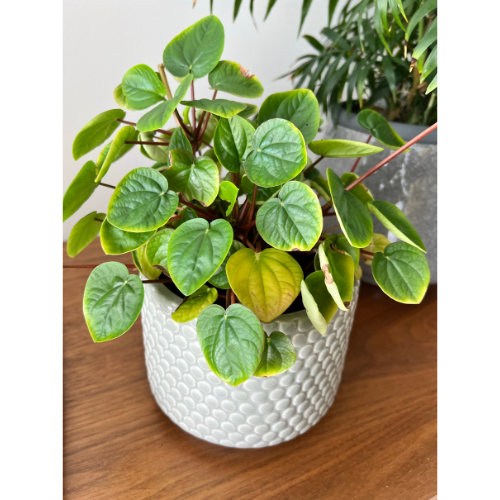 Peperomia Green Plant (Peperomia spp.)