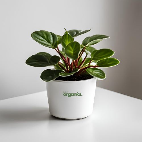 Peperomia obtusifolia (Baby Rubber Plant)