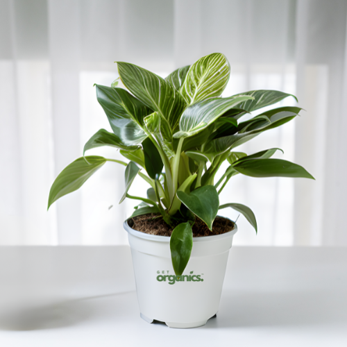 Philodendron Birkin Plant