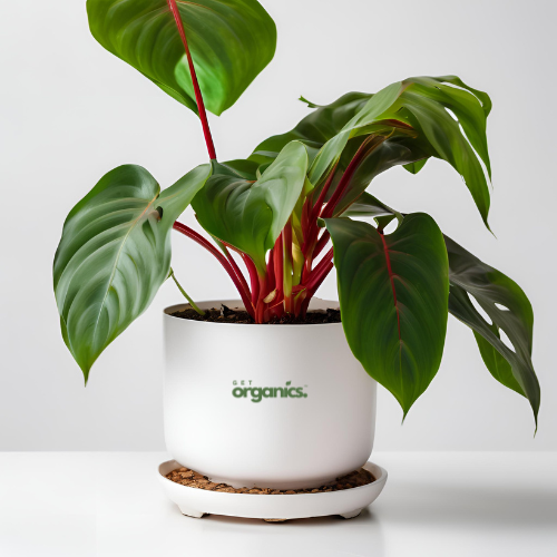 Philodendron Red (Philodendron erubescens or Philodendron 'Red Emerald')