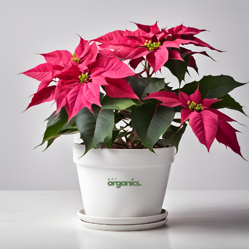 Pink Poinsettia (Euphorbia pulcherrima)