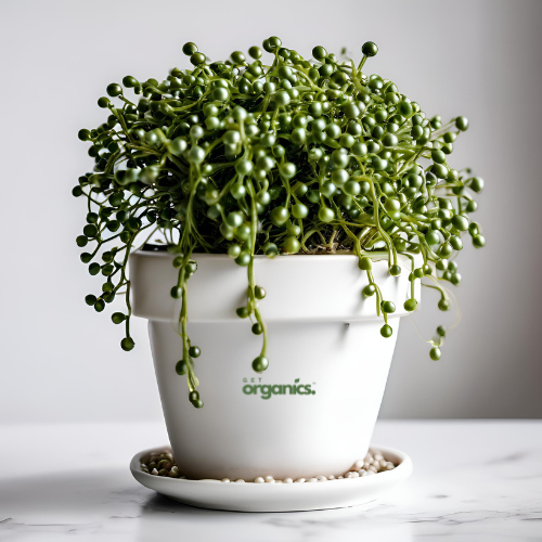 String of Pearls (Senecio rowleyanus)