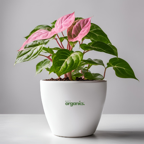 Syngonium Pink Plant (Syngonium podophyllum)