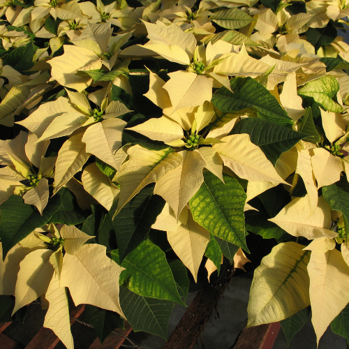 Yellow Poinsettia (Euphorbia pulcherrima)