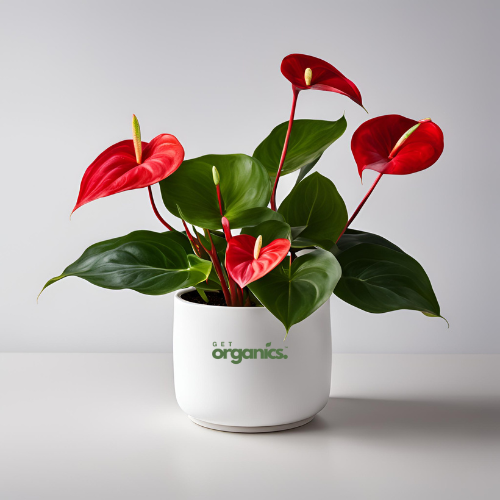 Anthurium Red (Anthurium Andraeanum)