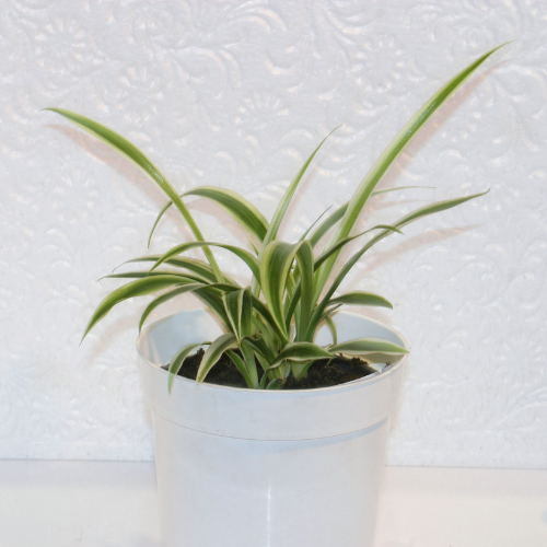 Spider Plant (Chlorophytum Comosum ) - Small