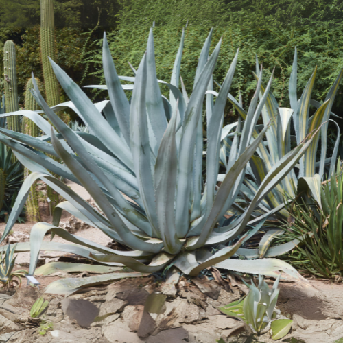 Agave - Agave Americana