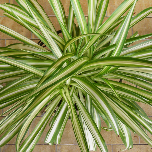 Spider Plant (Chlorophytum Comosum ) - Small