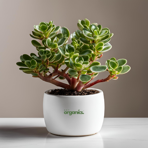 Variegated Jade Plant (Crassula ovata 'Variegata')