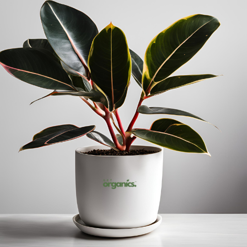 Variegated Rubber Plant (Ficus elastica 'Variegata')