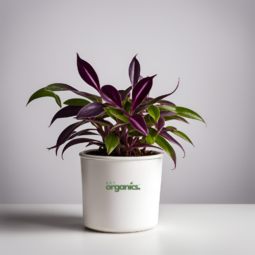 Wandering Jew (Tradescantia zebrina)