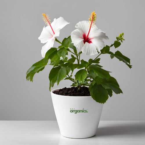 White Hibiscus (Hibiscus rosa-sinensis)