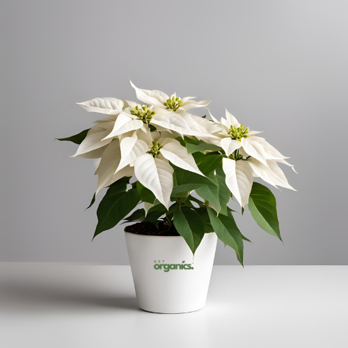 White Poinsettia (Euphorbia pulcherrima)