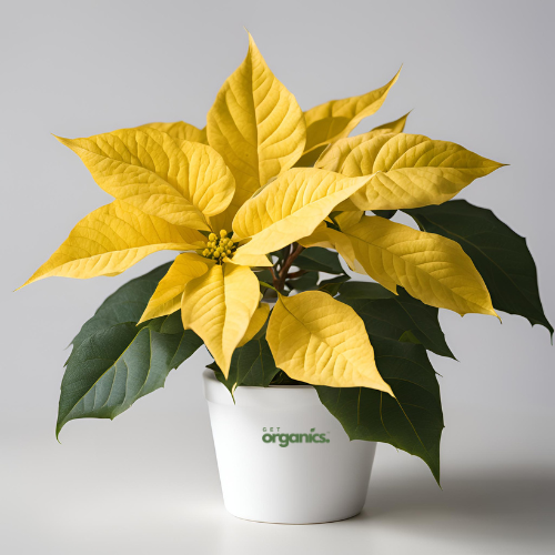 Yellow Poinsettia (Euphorbia pulcherrima)