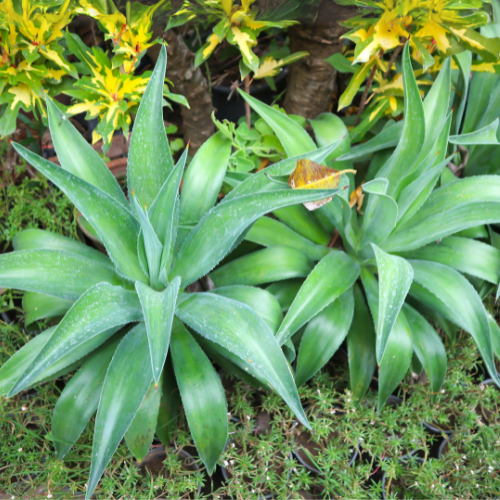 Agave - Agave Americana