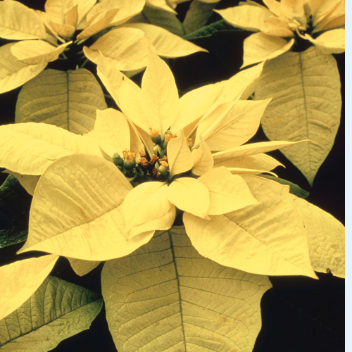 Yellow Poinsettia (Euphorbia pulcherrima)