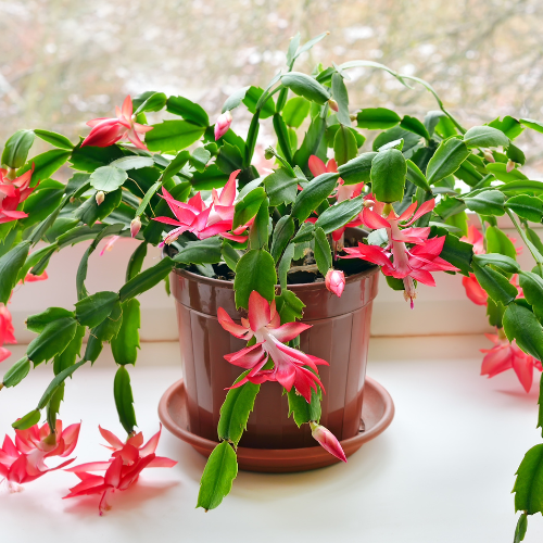 Christmas Cactus (Schlumbergera spp.)