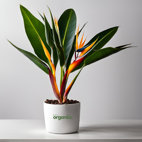 Bird of Paradise Plant (Strelitzia reginae) - Medium